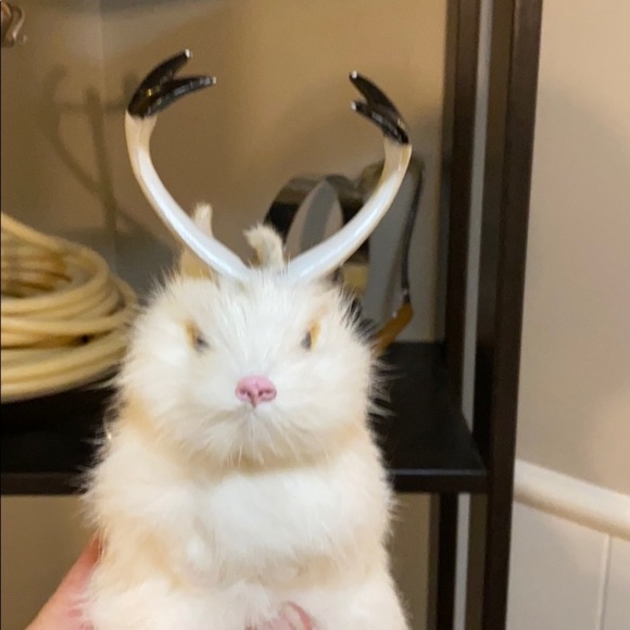 Rabbit fur Jackalope. - Picture 5 of 5